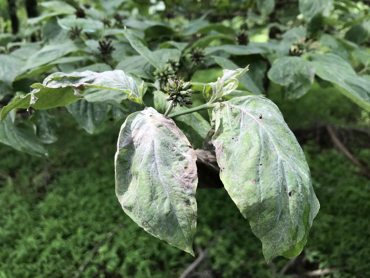 white powdery coating on dogwood leaves