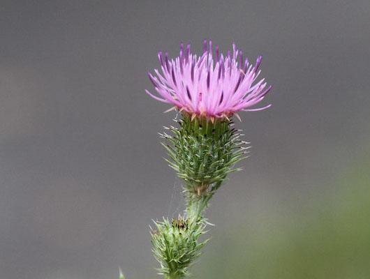 Plumeless thistle blooming in Washington Co., Maryland, 2013. Photo by Jim Stasz, Maryland Biodiversity Project