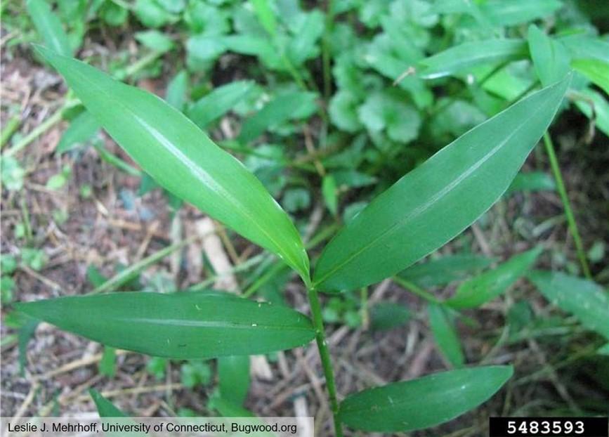 Figure 1. Japanese stiltgrass leaf.