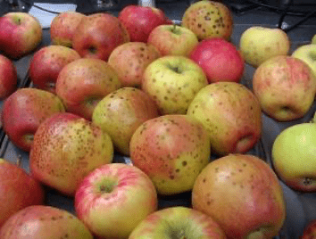 Figure 3. Lenticel breakdown found on Honeycrisp Apple. Source: Jim McPherson