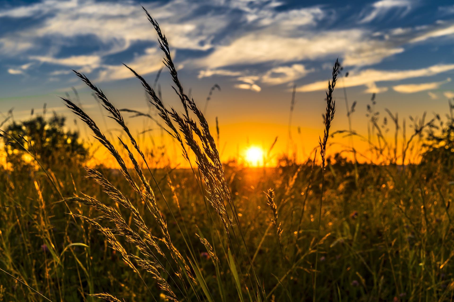 Crop with sun