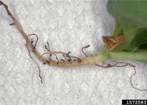 Lettuce seedling showing burned rootlets