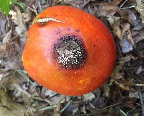 dark black spot and white fungal grow on a tomato