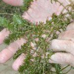 Hydrilla - Texas A&M University