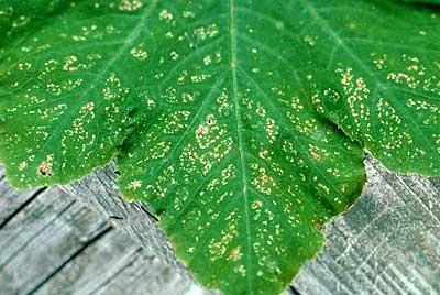 tiny yellow and white spots on a cucumber leaf