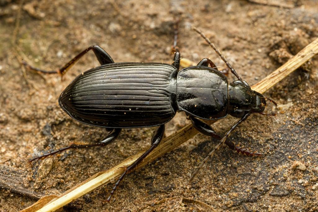 ground beetle