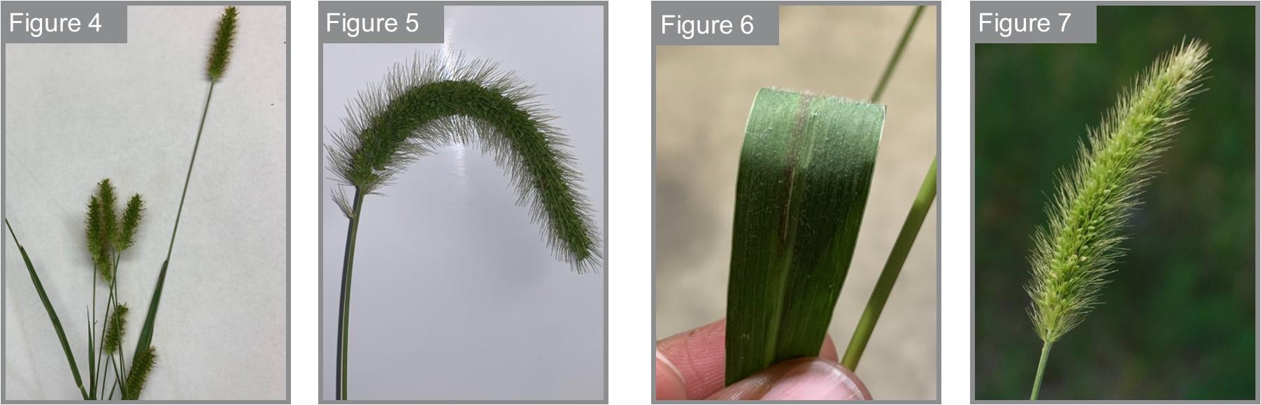 Seedhead of yellow foxtail; Giant foxtail’s drooping seedhead; Short, fine leaf hairs on giant foxtail; Seedhead of green foxtail 