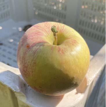 fugi apple