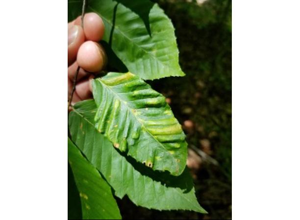 Leathery texture and curling of infected beech leaves 