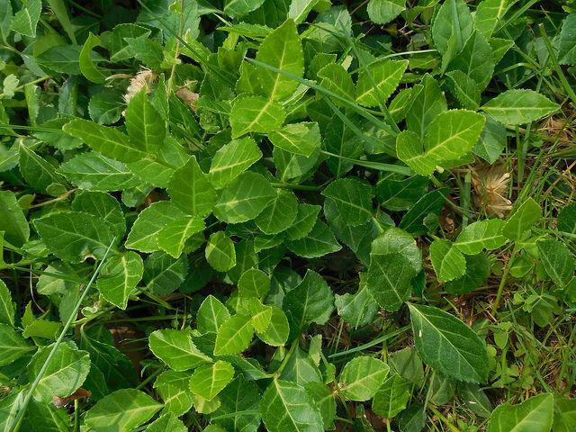 Winter Creeper in Kent Co., MD. Photo by Nancy Martin, Maryland Biodiversity Project