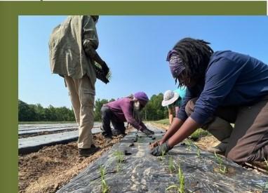 Farmers planting a garden