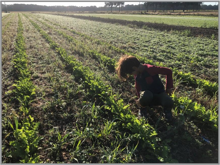 Forage radish crop