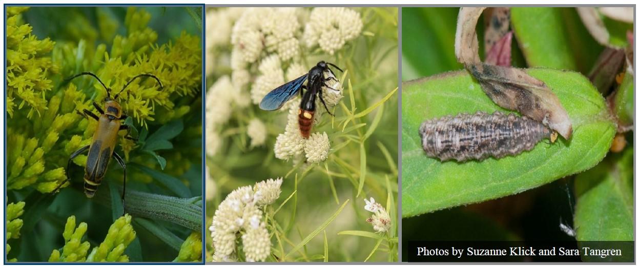 beetle, wasp, and flies