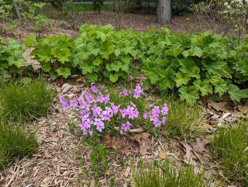 a combination of sedges phlox and alumroot plants