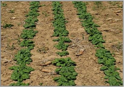 Rows of no-till spinach