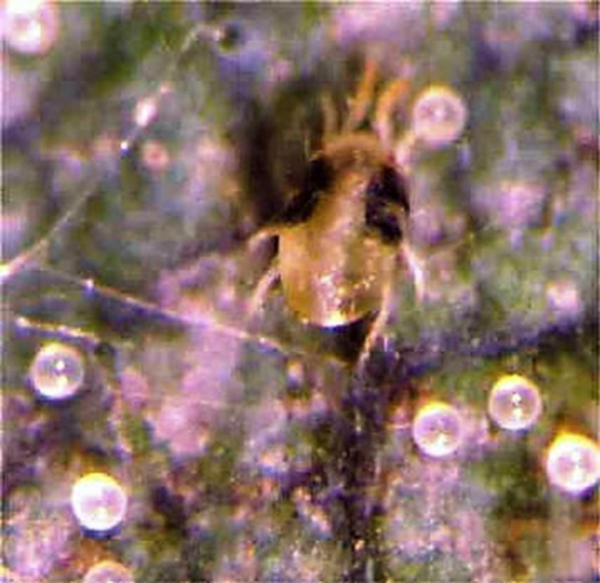 Two spotted spider mite female with eggs