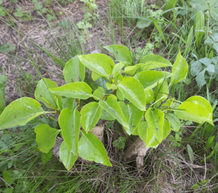 a short lilac bush with new growth after rejuvenation pruning
