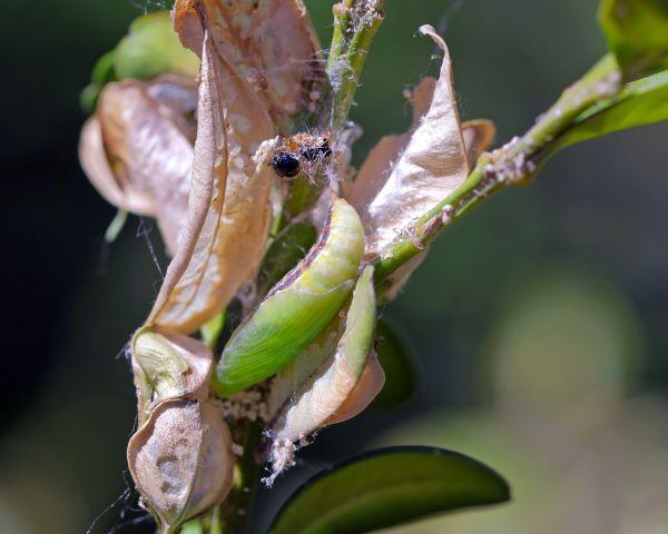 a green pupal case of box tree moth