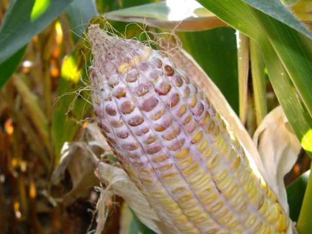 Giberella on ear of corn