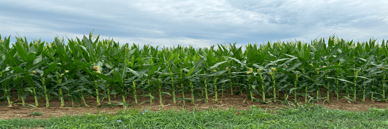 A field of corn