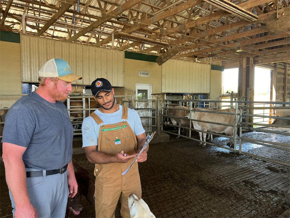 Niraj Suresh is consulting with a Maryland Dairy farmer in dairy barn.