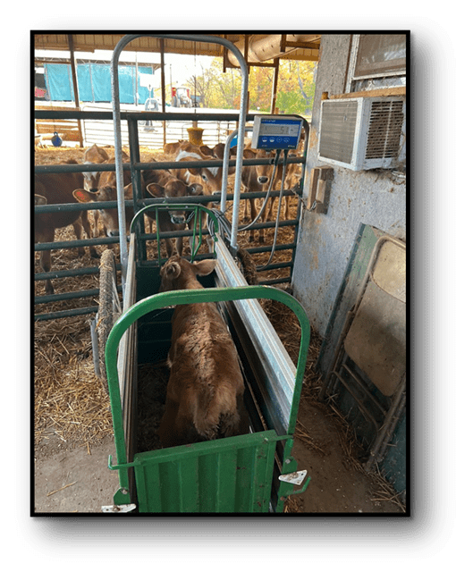 Calf in green chute