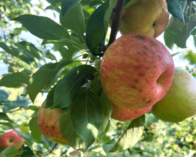 Apples on a tree