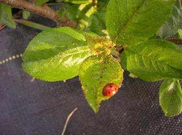 Aphids on aronia