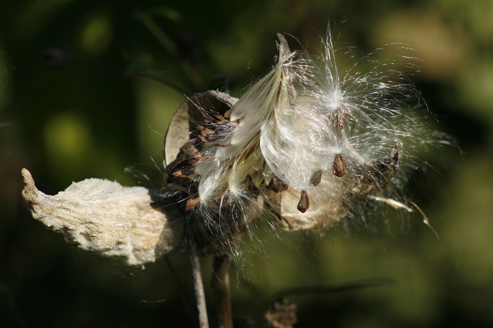 seedheads of a milkweed plant