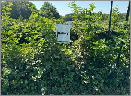 Galaxy Blackberry Cultivar