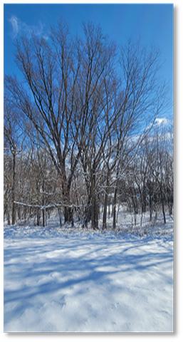 Snowy landscape with trees and blue sky. Photo by Andrew A. Kling.