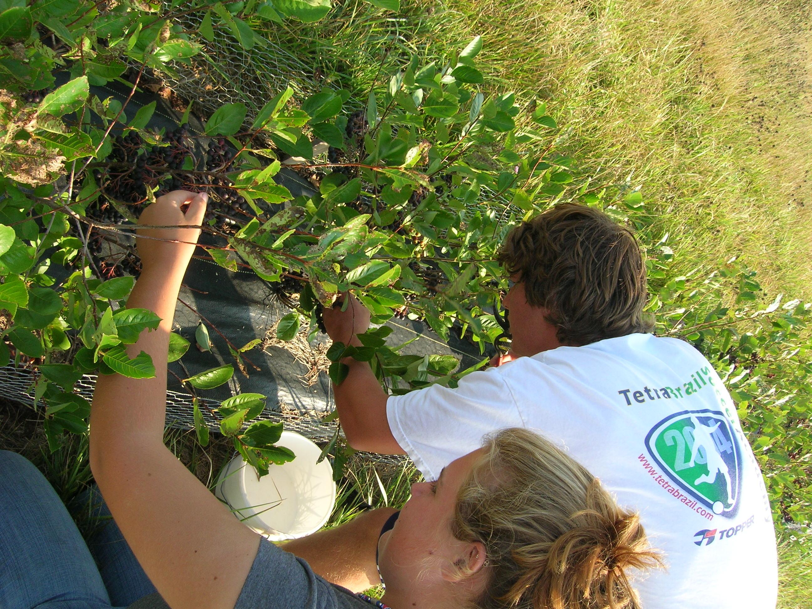 aronia harvest