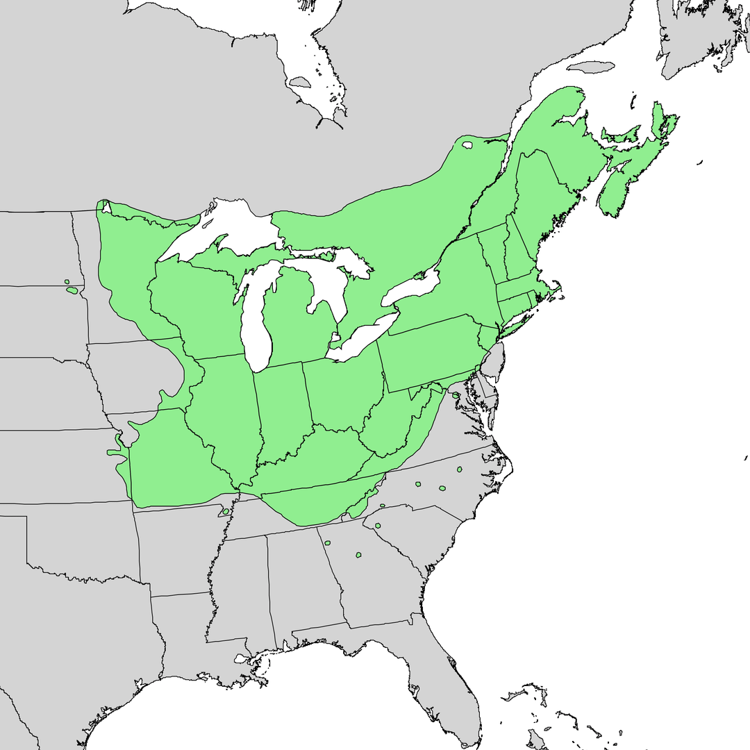 Sugar maple native range