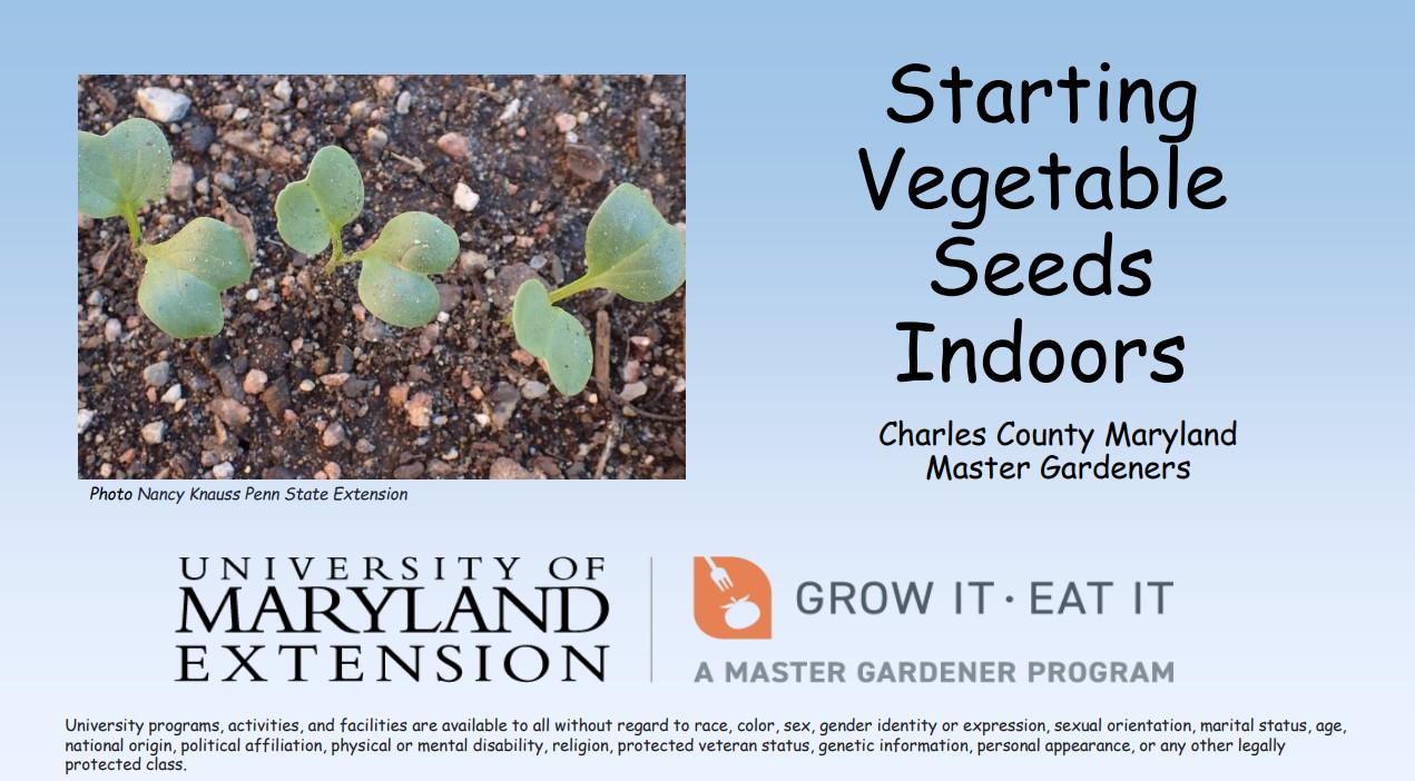 Charles County Master Gardeners Starting Vegetable Seeds Indoors