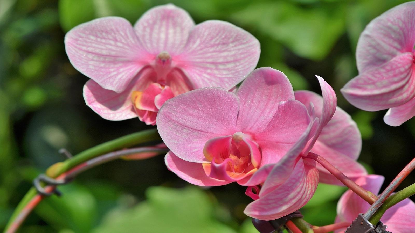 Bloom of a Phalaenopsis orchid