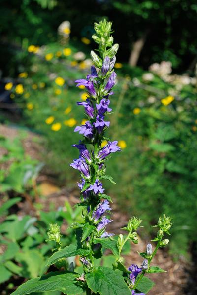 blue flowers of great blue lobelia plant