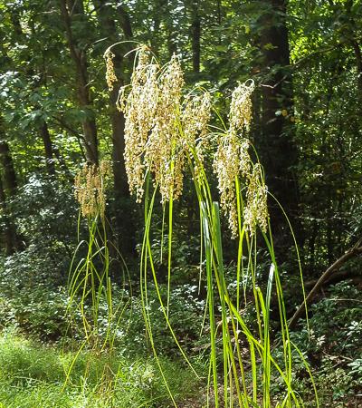 native wool grass with seed heads