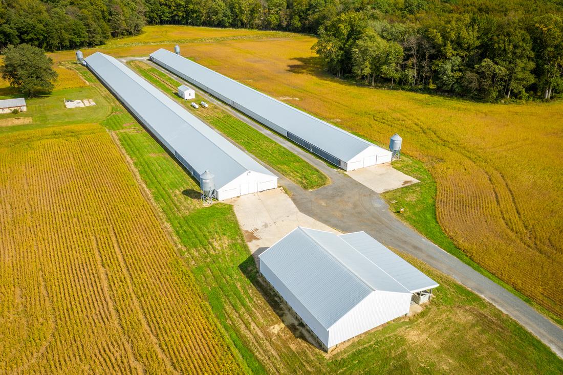 Poultry Farm in Easton, Md.