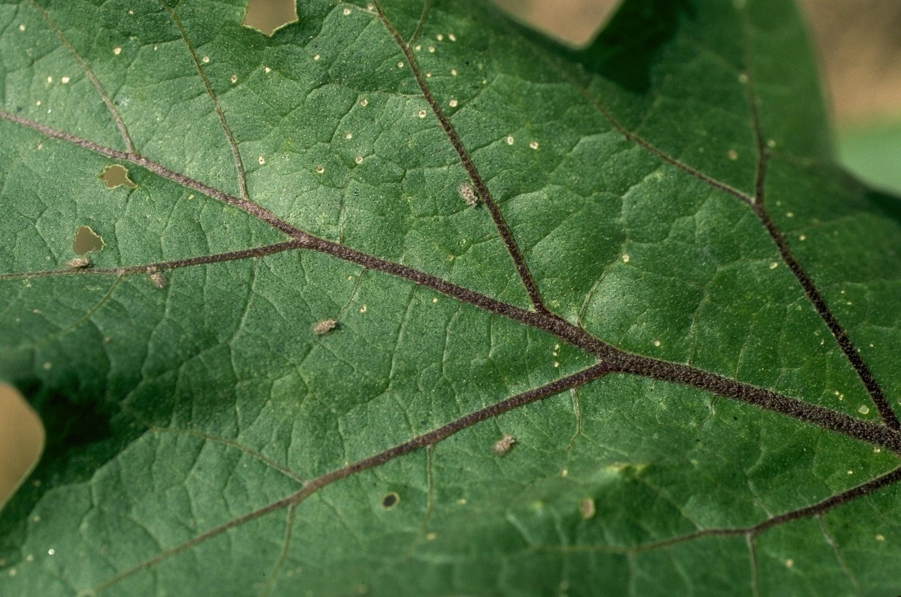 Lace bugs on eggplant