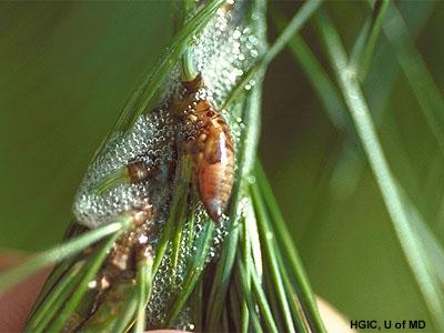 spittlebug nymph