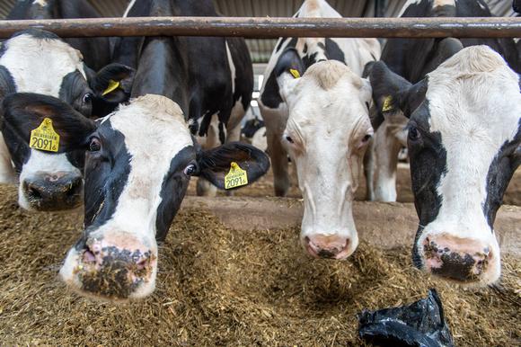 Dairy cows eating 