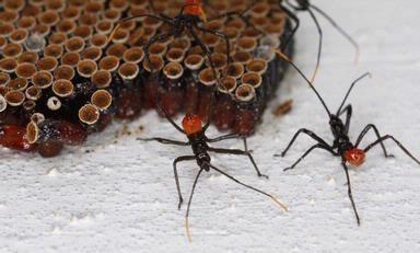 assassin bug nymphs