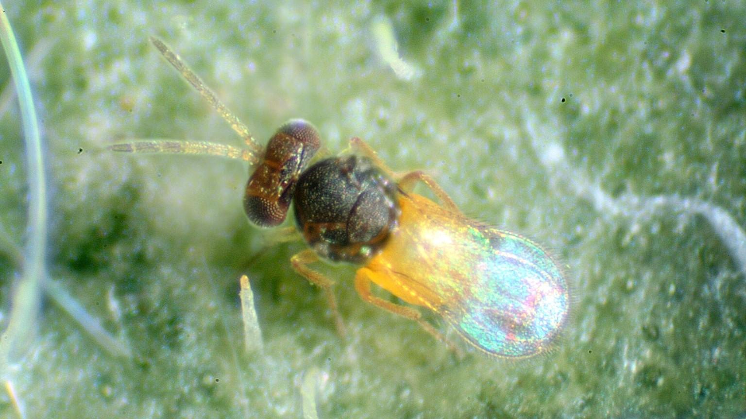 whitefly parasitoid wasp