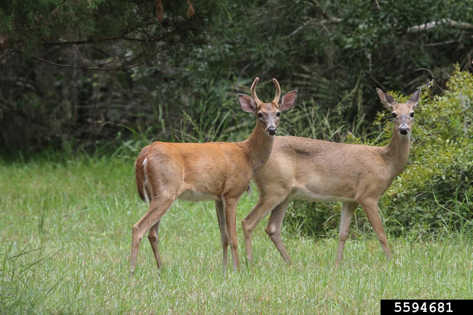 two deer in a field