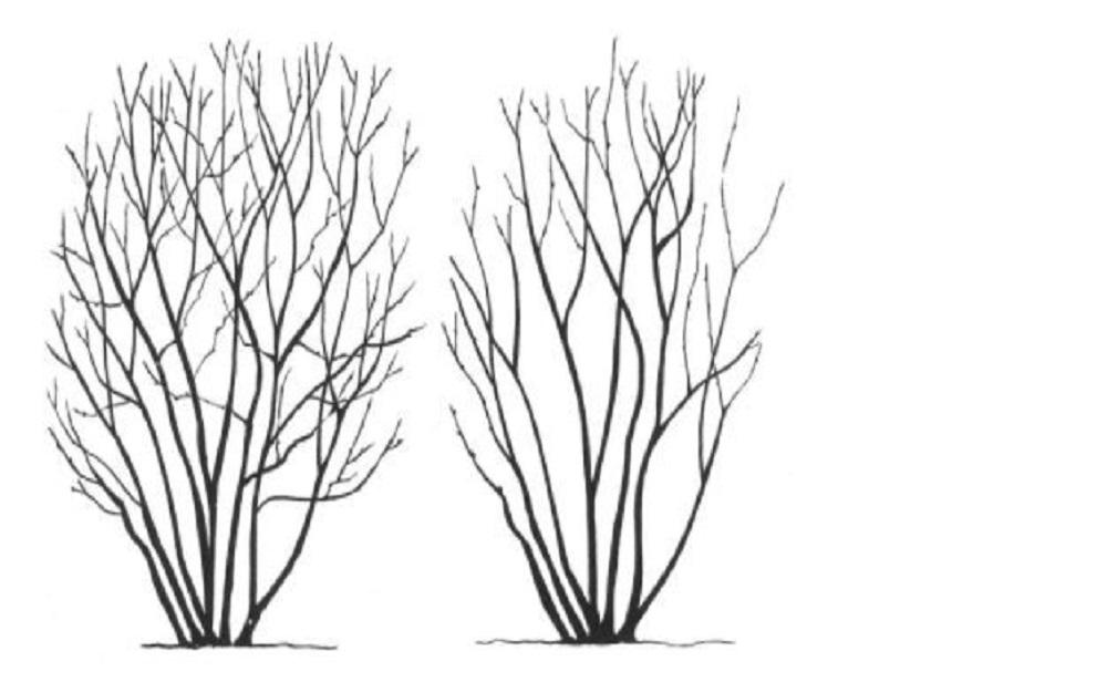 pruning blueberry shrub illustration 