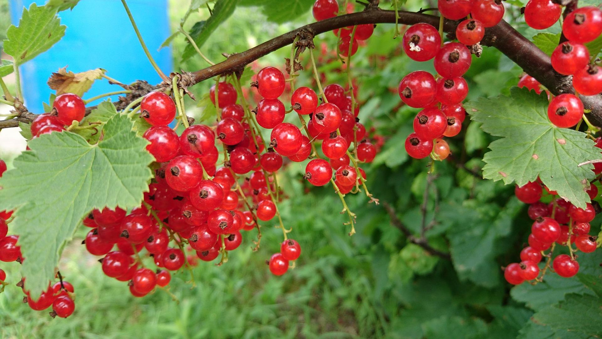 ripe currants