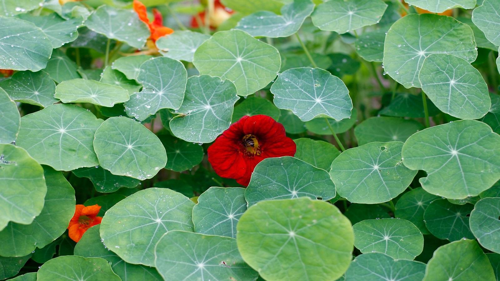 nasturtiums 