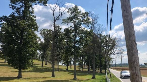 oak death from drought