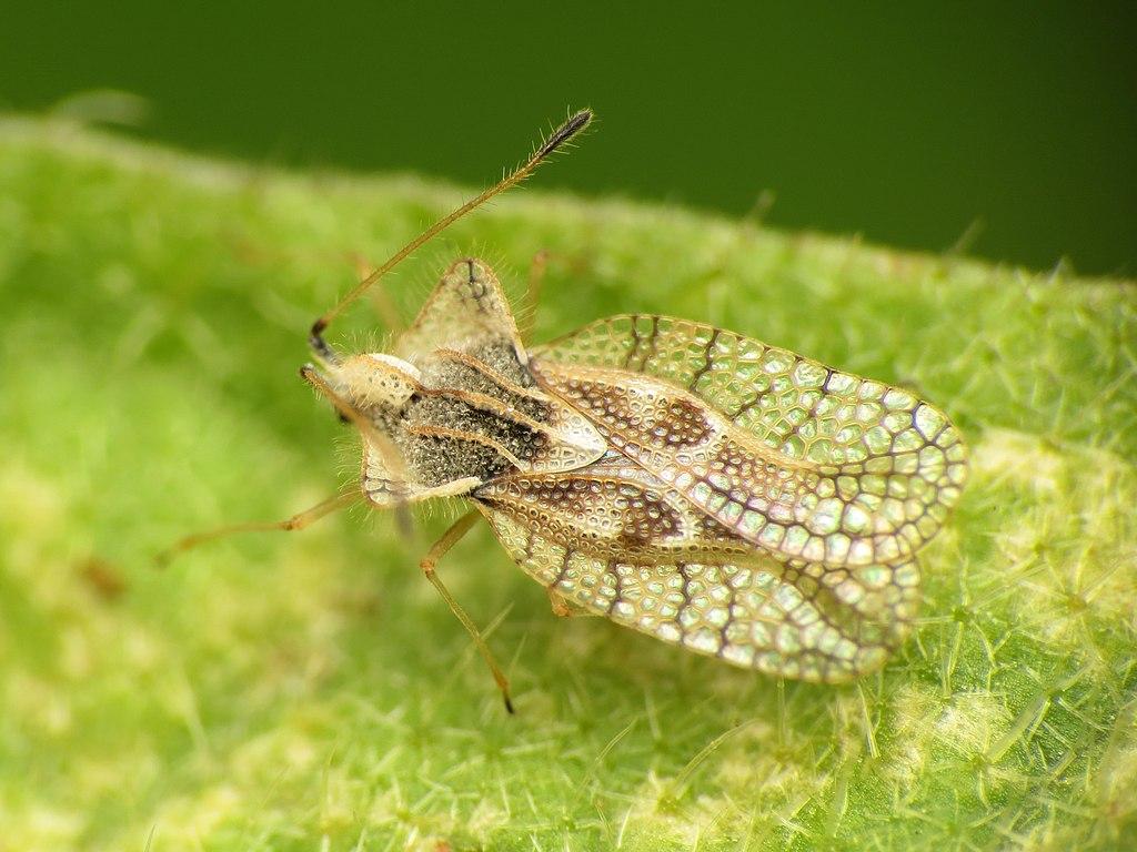  Closeup of adult eggplant lacebug. Credit: Katja Schulz, Creative Commons Attribution 2.0 Generic