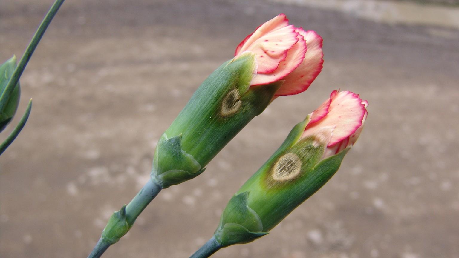 gray mold on carnations